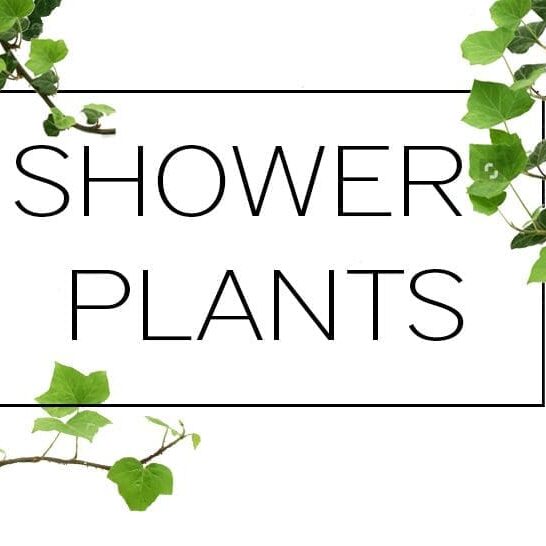 blackband-design-shower-plants-